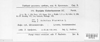 Golovinomyces cichoracearum image